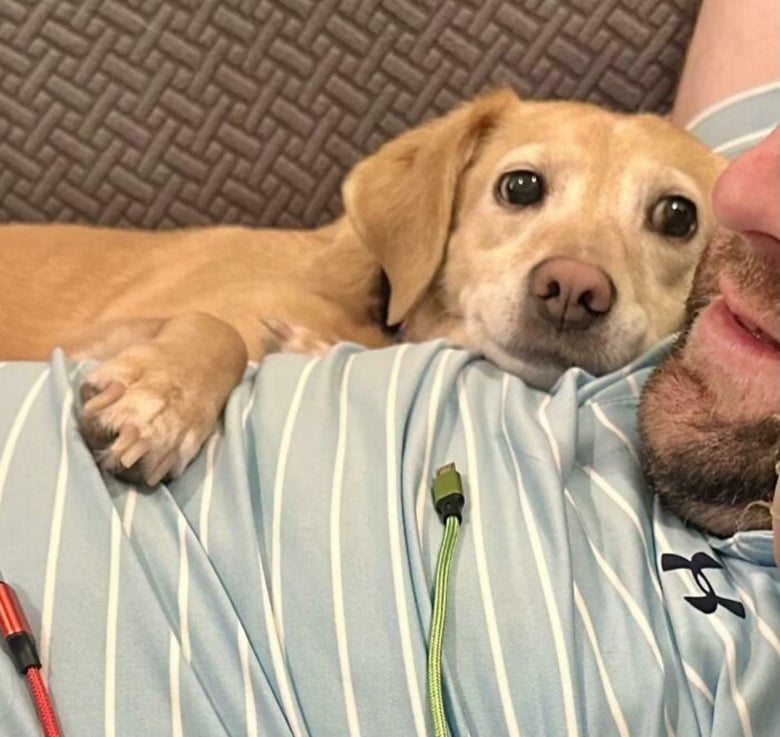 Illustration de l'article : 10 photos qui prouvent que nos chiens sont les meilleurs pour rendre notre vie plus belle