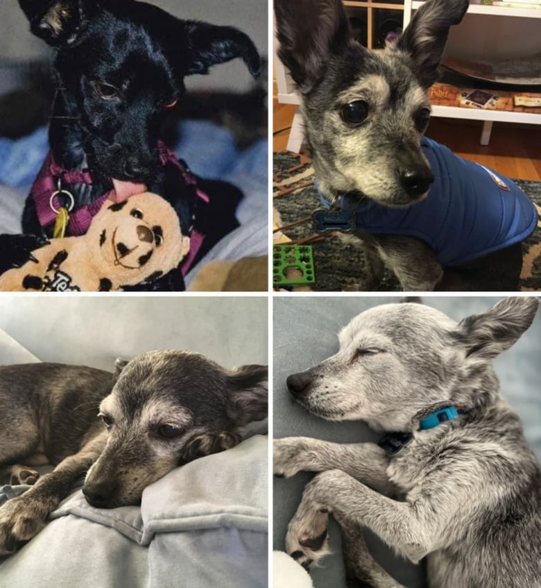 Illustration de l'article : 10 photos qui prouvent que nos chiens sont les meilleurs pour rendre notre vie plus belle