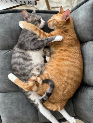 Illustration de l'article : 20 photos de chiens et de chats prouvant qu'ils sont les meilleurs pour embellir notre existence