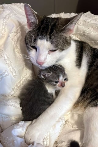 Illustration de l'article : 20 photos de chiens et de chats prouvant qu'ils sont les meilleurs pour embellir notre existence