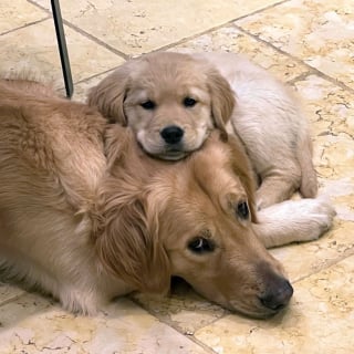 Illustration de l'article : 20 photos de chiens et de chats prouvant qu'ils sont les meilleurs pour embellir notre existence