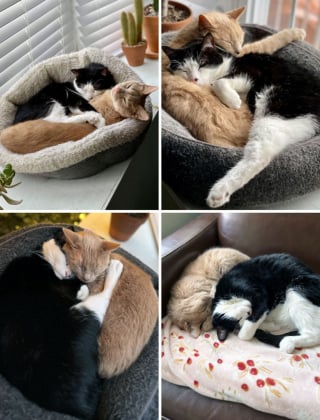 Illustration de l'article : 20 photos de chiens et de chats prouvant qu'ils sont les meilleurs pour embellir notre existence