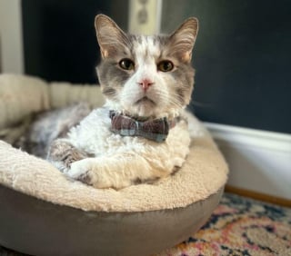 Illustration de l'article : 20 photos de chiens et de chats prouvant qu'ils sont les meilleurs pour embellir notre existence