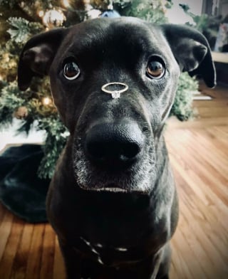 Illustration de l'article : 20 photos de chiens et de chats prouvant qu'ils sont les meilleurs pour embellir notre existence
