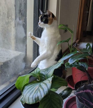 Illustration de l'article : 20 photos de chiens et de chats prouvant qu'ils sont les meilleurs pour embellir notre existence