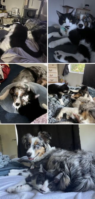 Illustration de l'article : 20 photos de chiens et de chats prouvant qu'ils sont les meilleurs pour embellir notre existence