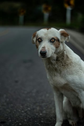 Illustration de l'article : Il ne remuait jamais la queue, jusqu’au jour où ce chien retrouvé dans un fossé a rencontré sa sauveuse