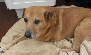 Illustration de l'article : Ce chien a 3 pattes parcourt des milliers de kilomètres pour rencontrer sa nouvelle famille pour la vie