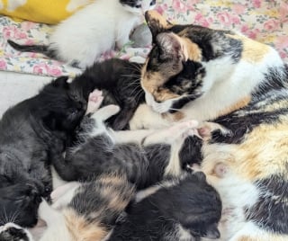 Illustration de l'article : Secourue par une association, cette chatte a pu bénéficier de l'aide bienveillante d’une mère d’accueil lors de la naissance de ces 6 chatons