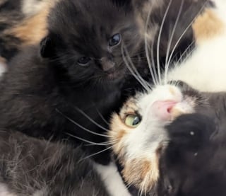 Illustration de l'article : Secourue par une association, cette chatte a pu bénéficier de l'aide bienveillante d’une mère d’accueil lors de la naissance de ces 6 chatons