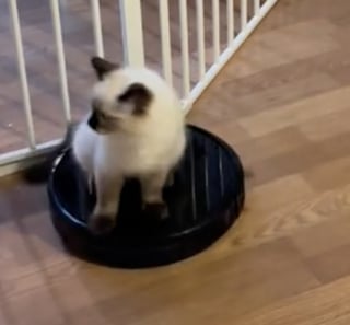 Illustration de l'article : Ce chat Ragdoll a trouvé un moyen original et amusant de se déplacer dans sa maison (vidéo)