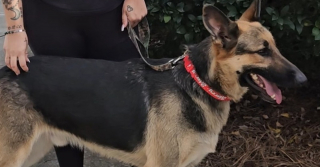 Illustration de l'article : En visitant un refuge par hasard, elle tombe nez à nez avec son chien disparu qui l'attendait là depuis un an