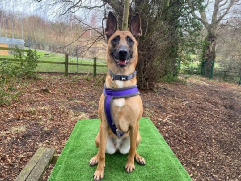 Illustration de l'article : Délaissée par son propriétaire, cette chienne découvre sa vocation de gardienne de prison grâce à ses bienfaiteurs
