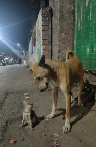 Illustration de l'article : 17 photos de chiens et de chats qui vous aideront instantanément à faire le plein d'énergie positive