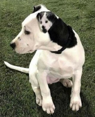 Illustration de l'article : 17 photos de chiens et de chats qui vous aideront instantanément à faire le plein d'énergie positive