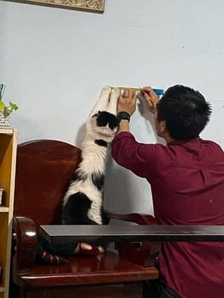 Illustration de l'article : 17 photos de chiens et de chats qui vous aideront instantanément à faire le plein d'énergie positive