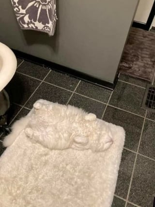 Illustration de l'article : 17 photos de chiens et de chats qui vous aideront instantanément à faire le plein d'énergie positive