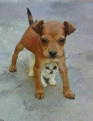 Illustration de l'article : 17 photos de chiens et de chats qui vous aideront instantanément à faire le plein d'énergie positive