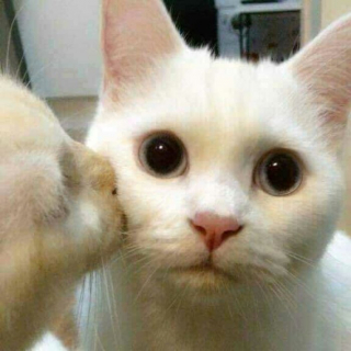 Illustration de l'article : 17 photos de chiens et de chats qui vous aideront instantanément à faire le plein d'énergie positive
