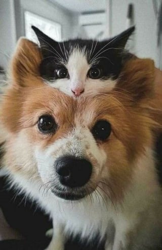 Illustration de l'article : 17 photos de chiens et de chats qui vous aideront instantanément à faire le plein d'énergie positive