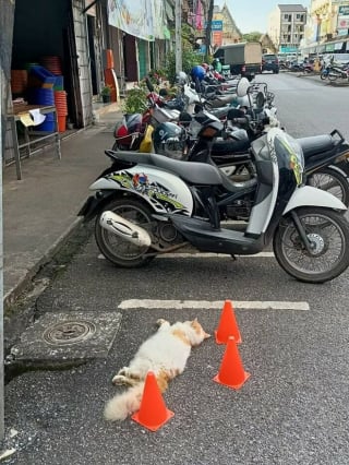 Illustration de l'article : 17 photos de chiens et de chats qui vous aideront instantanément à faire le plein d'énergie positive