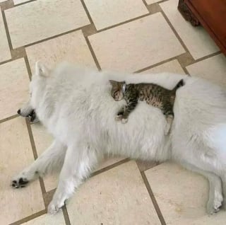 Illustration de l'article : 17 photos de chiens et de chats qui vous aideront instantanément à faire le plein d'énergie positive