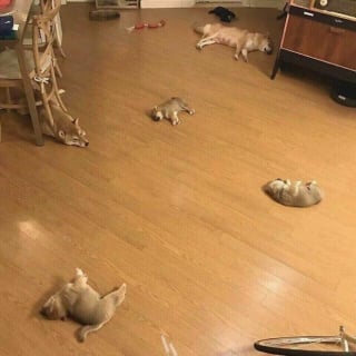 Illustration de l'article : 17 photos de chiens et de chats qui vous aideront instantanément à faire le plein d'énergie positive