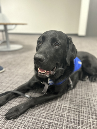 Illustration de l'article : Ce service de police présente son premier chien de thérapie dont la mission consistera à soutenir les agents confrontés au stress opérationnel (vidéo)