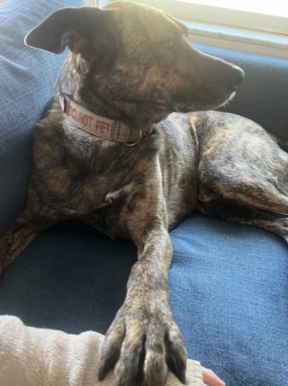 Illustration de l'article : Constatant l’évolution physique incroyable de son chien sauvé il y a 6 ans, un couple entreprend de faire un test ADN