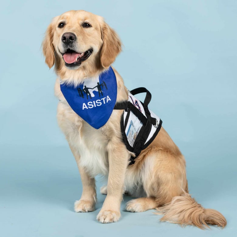 Illustration de l'article : Ce Golden Retriever passe du statut d’animal de refuge à celui de chien d’assistance et apporte l’amour et le soutien