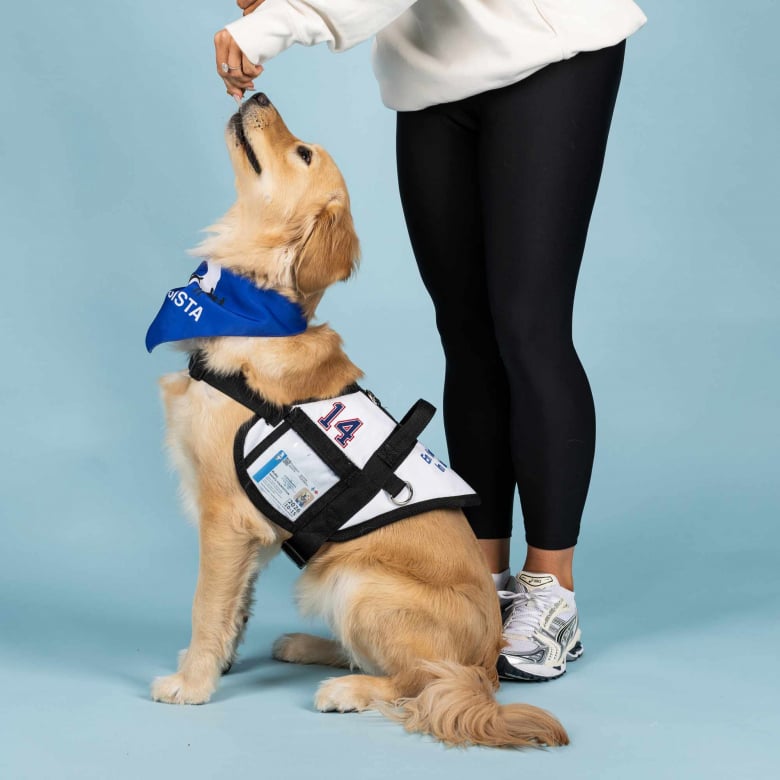 Illustration de l'article : Ce Golden Retriever passe du statut d’animal de refuge à celui de chien d’assistance et apporte l’amour et le soutien