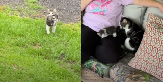 Illustration de l'article : Épuisée mais déterminée, une chatte errante traverse le jardin pour offrir ses bébés à une femme qu’elle a choisie (vidéo)