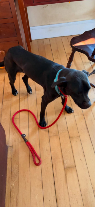 Illustration de l'article : Disparu pendant 2 semaines, ce jeune Labrador surprend tout le monde en refaisant surface le jour de Noël !