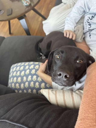 Illustration de l'article : Disparu pendant 2 semaines, ce jeune Labrador surprend tout le monde en refaisant surface le jour de Noël !