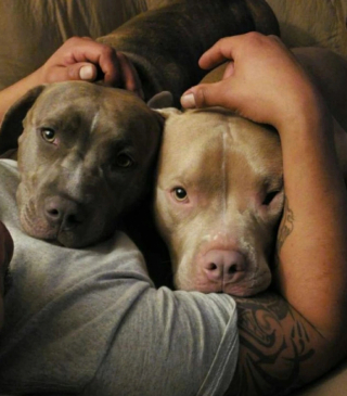 Illustration de l'article : 13 adorables photos qui vont vous faire changer d’avis sur les Pitbulls