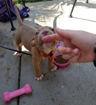 Illustration de l'article : 13 adorables photos qui vont vous faire changer d’avis sur les Pitbulls