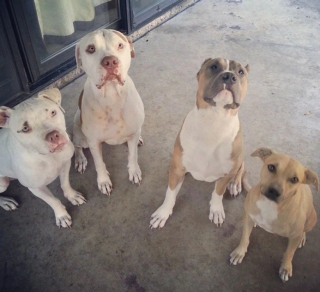 Illustration de l'article : 13 adorables photos qui vont vous faire changer d’avis sur les Pitbulls