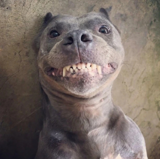 Illustration de l'article : 13 adorables photos qui vont vous faire changer d’avis sur les Pitbulls