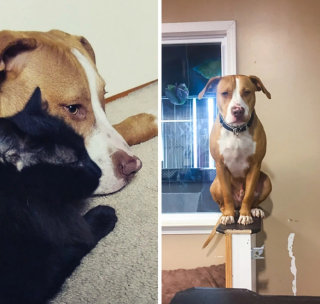 Illustration de l'article : 13 adorables photos qui vont vous faire changer d’avis sur les Pitbulls