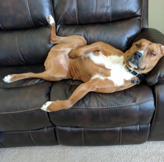 Illustration de l'article : 13 adorables photos qui vont vous faire changer d’avis sur les Pitbulls