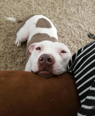 Illustration de l'article : 13 adorables photos qui vont vous faire changer d’avis sur les Pitbulls