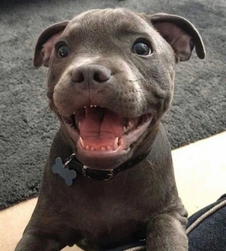 Illustration de l'article : 13 adorables photos qui vont vous faire changer d’avis sur les Pitbulls