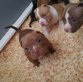 Illustration de l'article : 13 adorables photos qui vont vous faire changer d’avis sur les Pitbulls
