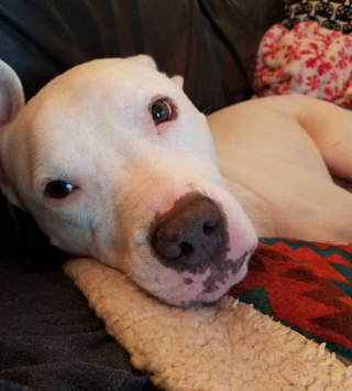 Illustration de l'article : 13 adorables photos qui vont vous faire changer d’avis sur les Pitbulls