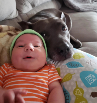 Illustration de l'article : 13 adorables photos qui vont vous faire changer d’avis sur les Pitbulls
