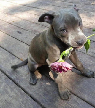 Illustration de l'article : 13 adorables photos qui vont vous faire changer d’avis sur les Pitbulls