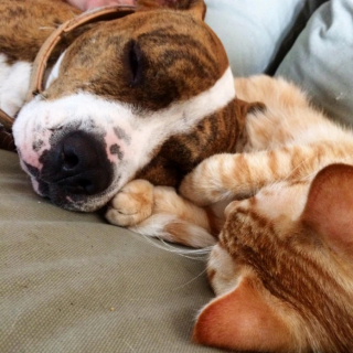 Illustration de l'article : 13 adorables photos qui vont vous faire changer d’avis sur les Pitbulls