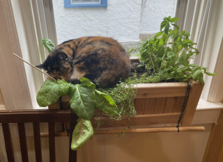 Illustration de l'article : 18 photos hilarantes de chats qui ont été surpris en train de faire une grosse bêtise