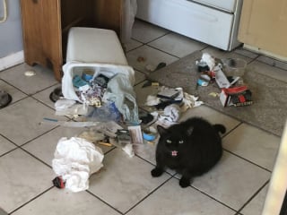Illustration de l'article : 18 photos hilarantes de chats qui ont été surpris en train de faire une grosse bêtise