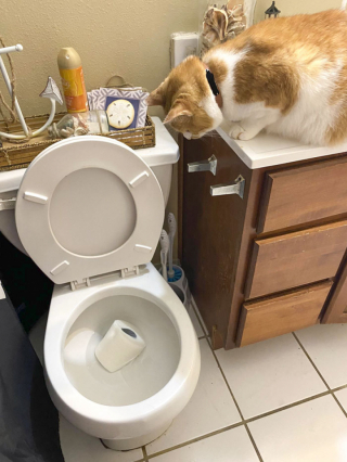 Illustration de l'article : 18 photos hilarantes de chats qui ont été surpris en train de faire une grosse bêtise